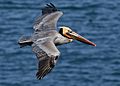Brown pelican in flight (Bodega Bay)