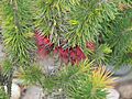 Calothamnus pinifolius