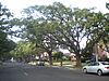 Camphor Trees (Wilmington, CA).jpg