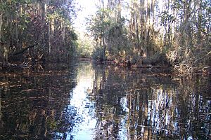 Canal Run shadows (5179305812)