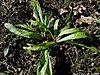 Carex-plantaginea