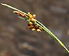 Carex aurea close