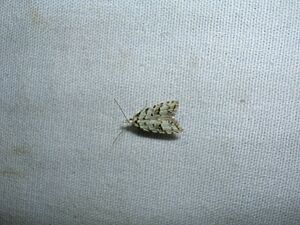 Carposina gracillima1