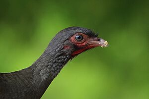 Chaco chachalaca (Ortalis canicollis pantanalensis) head