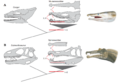 Comparative evolution of jaws between Muraenesocidae (A) and Spinosauridae (B)