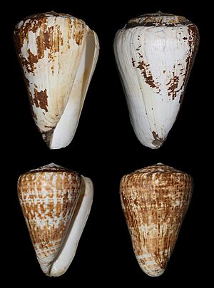 Conus pulcher albino 155a