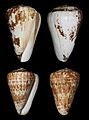 Conus pulcher albino 155a