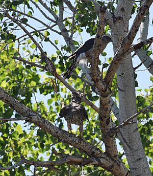 Cooper's Hawks in love (an older male and young female) (33861751226)