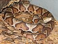 Copperhead 001