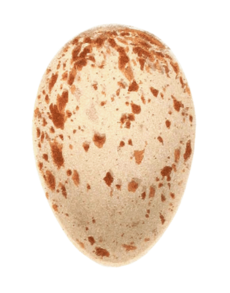 Corncrake egg, b