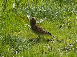 Crimson-winged Finch - Almaty - Kazakistan S4E2283 (22647791229)