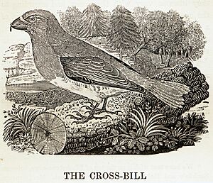 Crossbill woodcut by Thomas Bewick