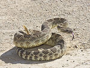 Crotalus oreganus oreganus (Carrizo Plain)