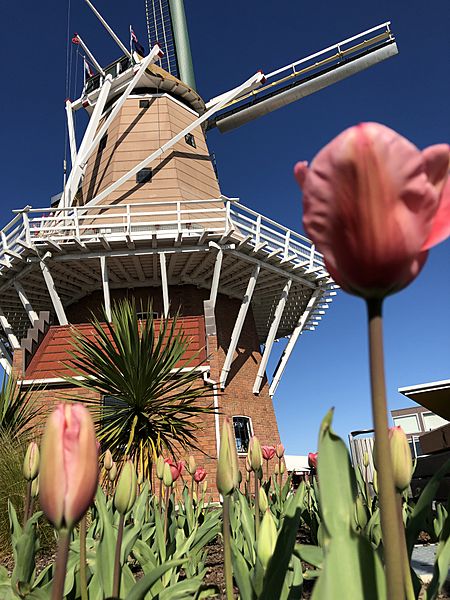 De Molen - in Foxton