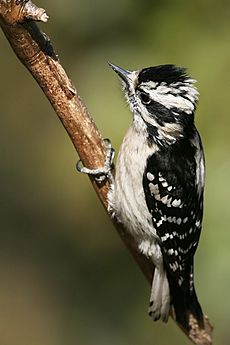 Downy Woodpecker02