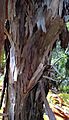 Dracophyllum traversii flaky bark