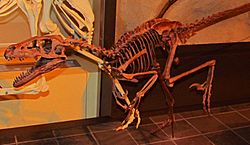 Dromaeosaurus, Ottawa