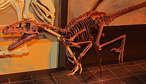 Dromaeosaurus, Ottawa