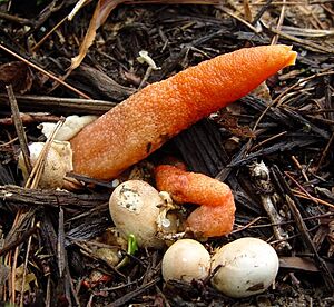 Elegant Stinkhorn Mutinus elegans