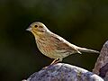 Emberiza cirlus -Valencian Community, Spain -female-8 (1)