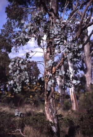 Eucalyptus canobolensis.jpg