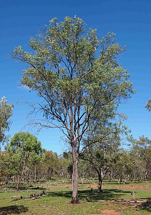 Eucalyptus exserta tree.jpg