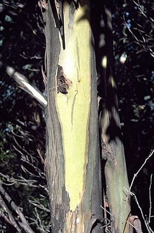 Eucalyptus johnstonii bark.jpg