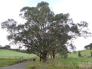 Eucalyptus yarraensis.jpg