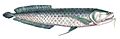 F de Castelnau-poissonsPl26 Osteoglossum minus flipped