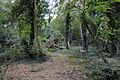 Fancott Woods and Meadows 10