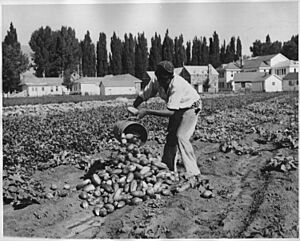 Farming at Duckwater Reservation (Idaho and Nevada). John Billy (Piaute). - NARA - 298646