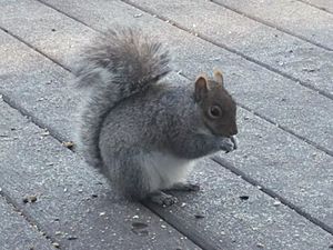 Fat squirrel enjoying a snack