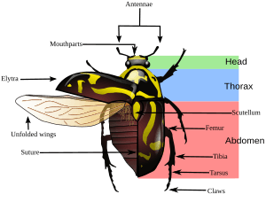 Fiddler beetle morphology diagram
