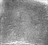 Fingerprint Loop