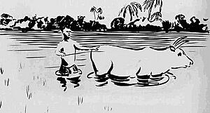 Flooded rice fields in monsoon