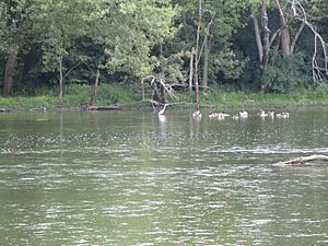 Fox River in Batavia IL 2016 (2)