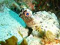 Glyptauchen panduratus Goblinfish P1021068