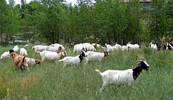 Goats as weed control