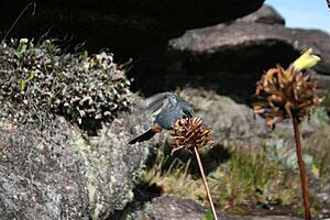 Greater flowerpiercer Diglossa major feeding on Orectanthe sceptrum flower, Mount Roraima, Venezuela.jpg