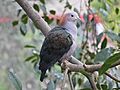 Green Imperial Pigeon RWD4