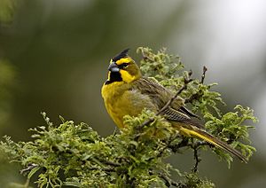 Yellow cardinal Facts for Kids