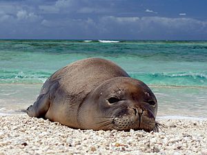 Hawaiian monk seal at French Frigate Shoals 07