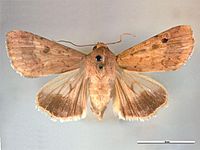 Helicoverpa armigera dorsal