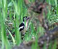 Himalayan Woodpecker (female) I IMG 6731