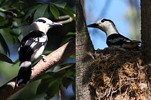 Hook-billed vanga female vanga curvirostris.jpg