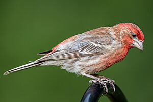 House Finch (male)