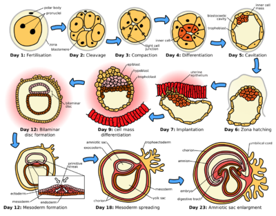 HumanEmbryogenesis