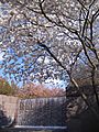 IMG 2317 - Washington DC - FDR Memorial - Cherry Blossoms