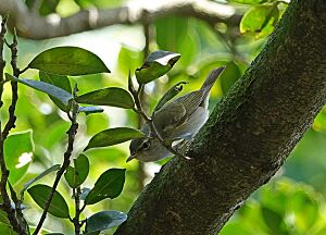 Ijima's leaf warbler（Phylloscopus ijimae）イイジマムシクイ2.jpg