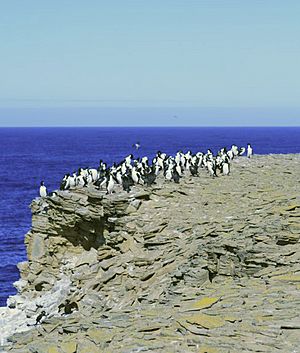 Imperial shags on outcrop on Sea Lion Island